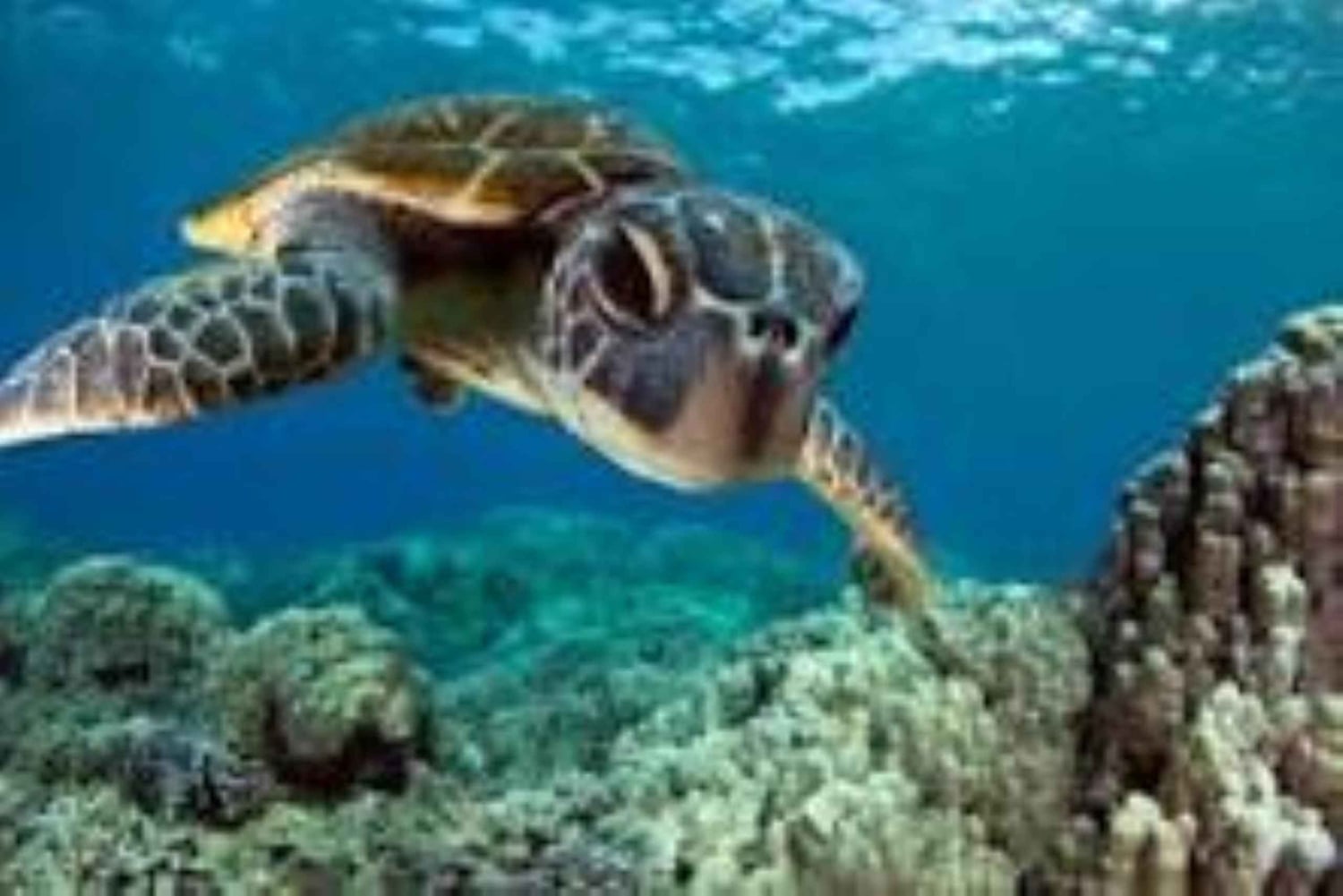 Zanzibar : nagez avec les tortues de mer à l'aquarium de Baraka ou de Salaam