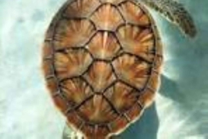 Zanzibar : nagez avec les tortues de mer à l'aquarium de Baraka ou de Salaam