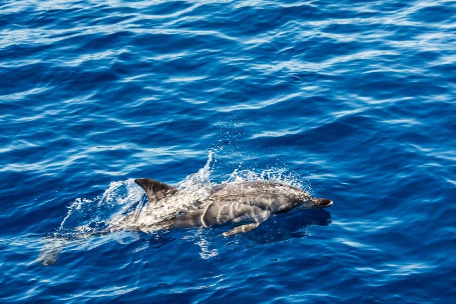 Zanzibar: Swim with Sea Turtles at Nungwi Lagoon
