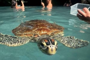 Zanzíbar: nada con tortugas marinas en la cueva de Salaam