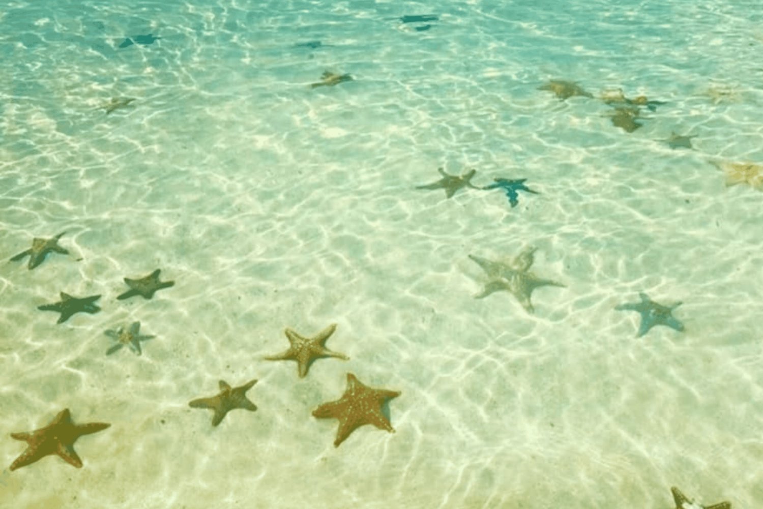 Zanzibar: Svøm med sjøstjerner og snorkle i Blue Lagoon