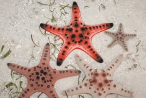 Zanzibar: Svøm med sjøstjerner og snorkle i Blue Lagoon