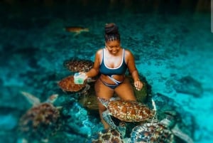 Zanzibar: Swim with torttles, Jozani Forest & culture dance