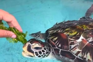 Zanzibar: Swim with torttles, Jozani Forest & culture dance