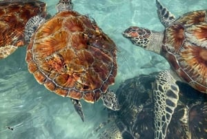 Zanzibar: Swim with torttles, Jozani Forest & culture dance