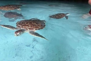 Zanzibar: Swim with torttles, Jozani Forest & culture dance