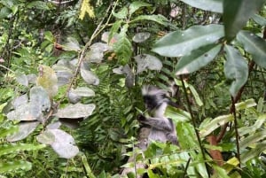 Zanzibar: Swim with torttles, Jozani Forest & culture dance