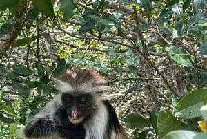 Zanzibar: Swim with torttles, Jozani Forest & culture dance