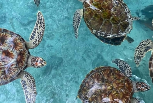 Zanzibar: Ui kilpikonnien kanssa Punainen apina ja Stone Town -kierros