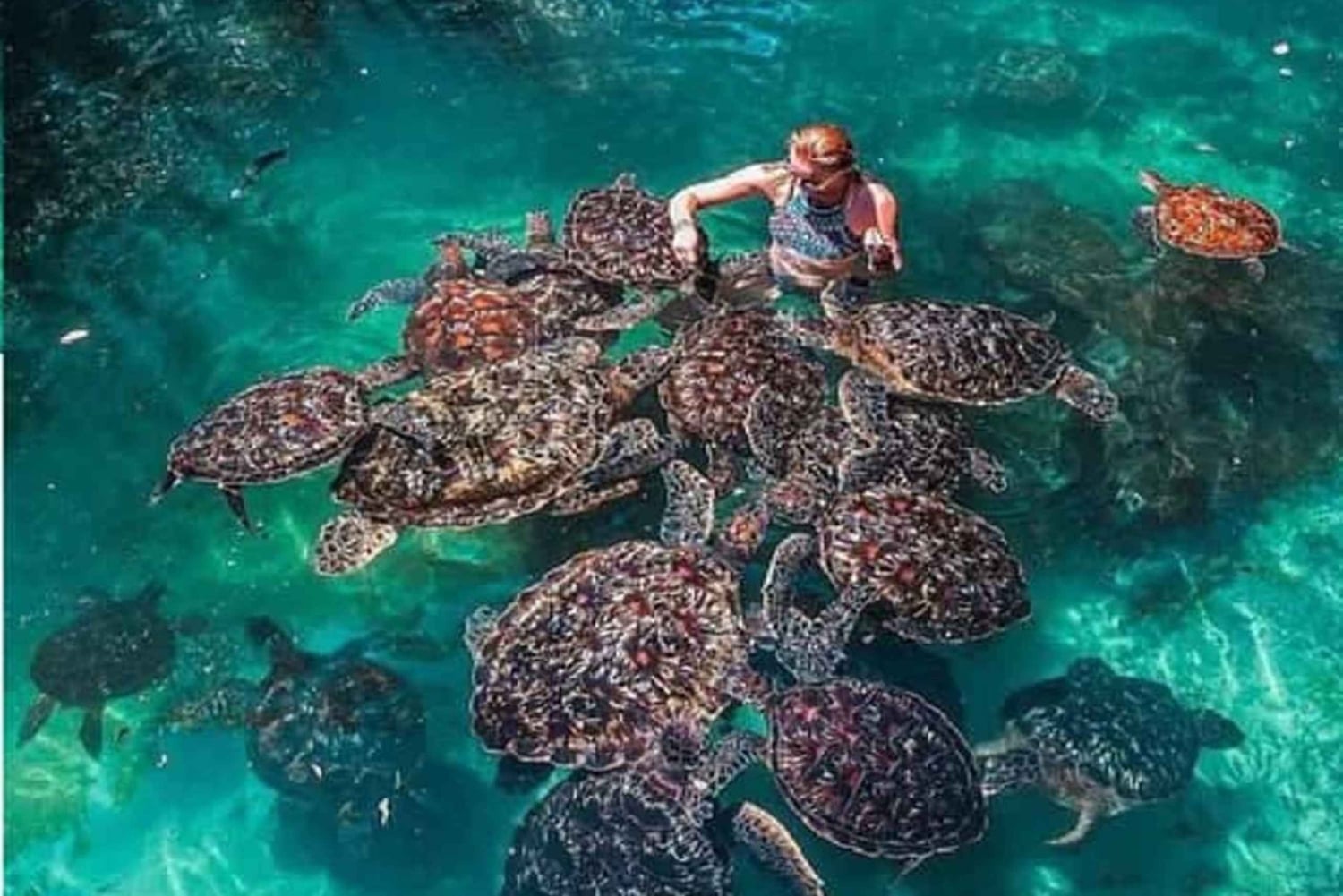 Zanzibar: Swim with Turtles at Baraka or Salam Cave