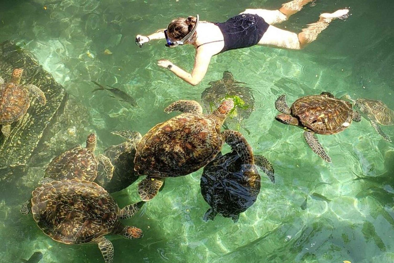 Zanzibar: Swim with Turtles at Baraka or Salam Cave