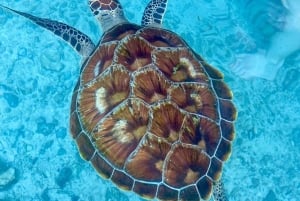 Zanzibar: Swim with Turtles at Baraka or Salam Cave