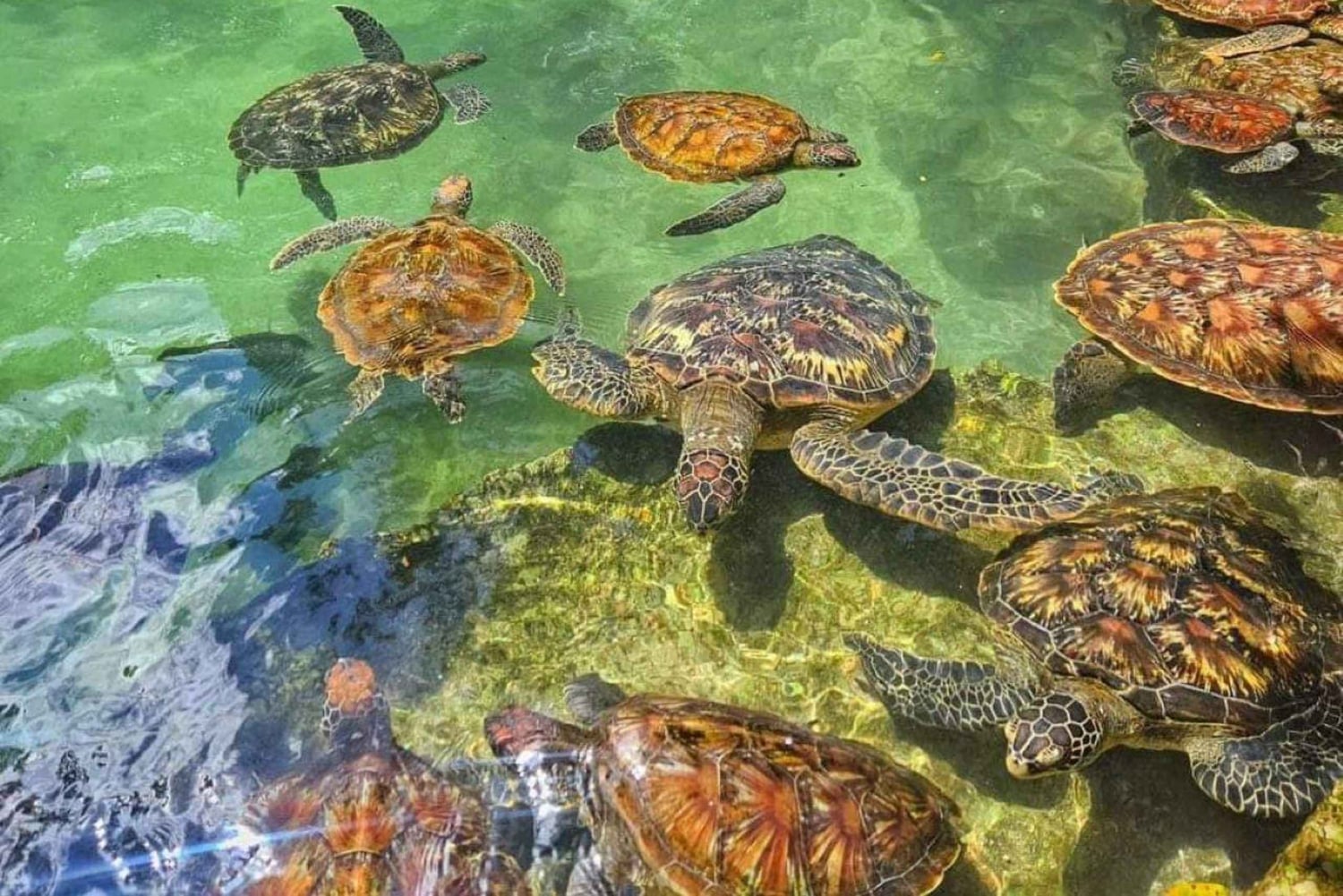 Zanzibar: Swim with turtles at Nungwi