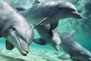 Sansibar: Schwimmen mit wilden Delfinen & Schnorcheln in Korallen