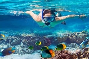 Sansibar: Schwimmen mit wilden Delfinen & Schnorcheln in Korallen