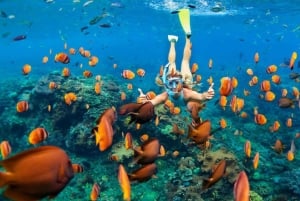 Sansibar: Schwimmen mit wilden Delfinen & Schnorcheln in Korallen