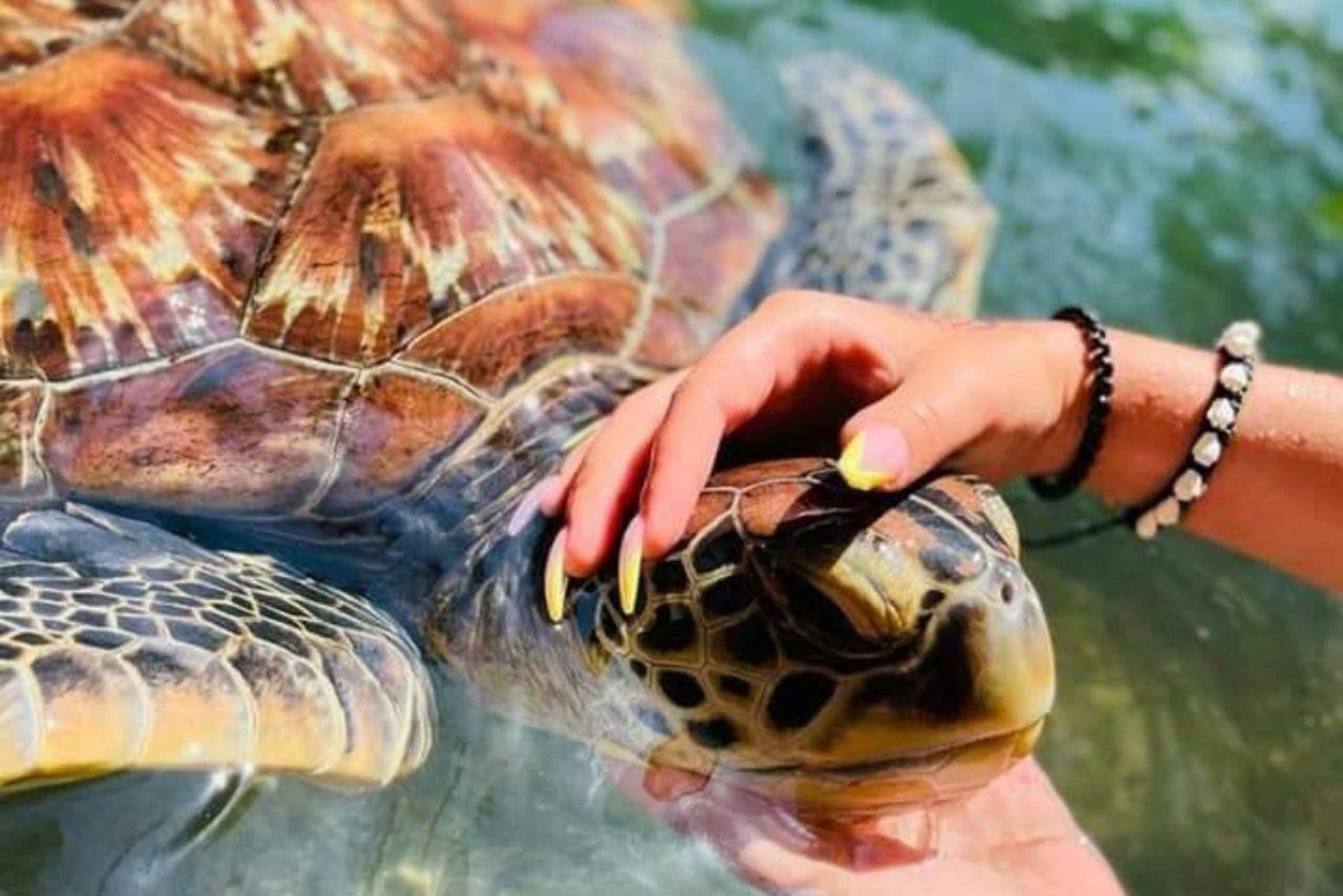 Sansibar: Schwimmen mit Schildkröten und Dhow-Kreuzfahrt bei Sonnenuntergang