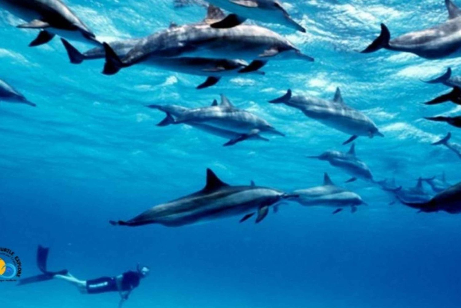 Zanzibar:Swimming & Snorkeling with Dolphins at Mnemba Atoll
