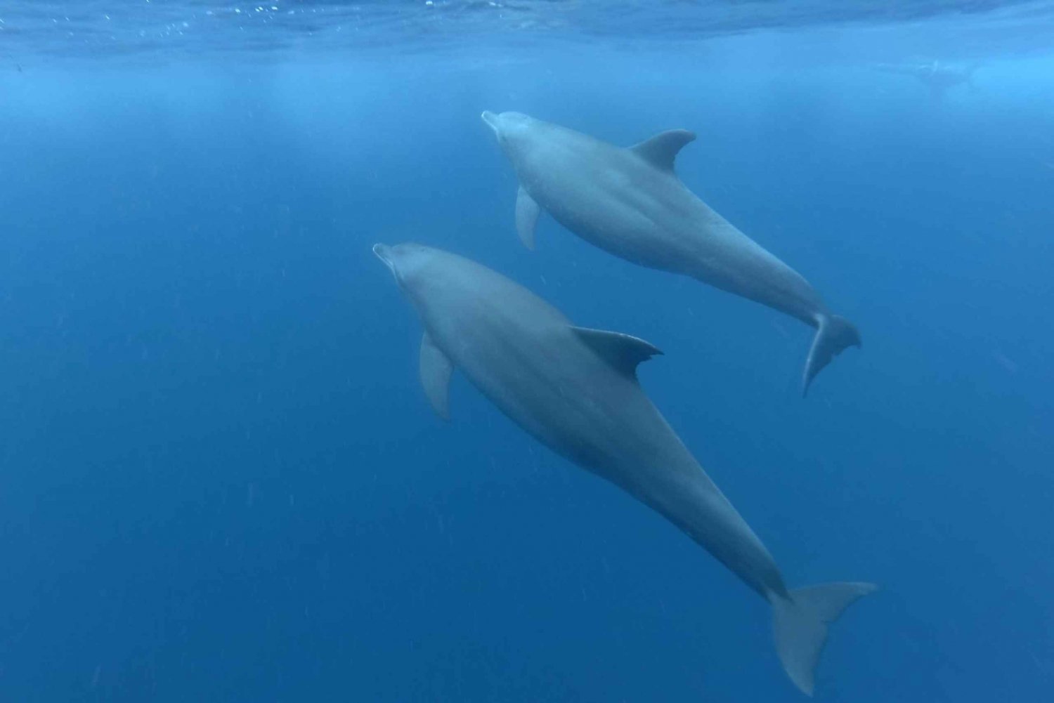 Sansibar: Schwimmen mit Delfinen und Schnorcheln Privat