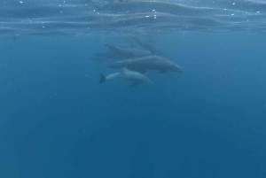 Zanzibar: Swimming with Dolphins and Snorkeling Private Tour