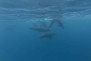 Zanzibar: Swimming with Dolphins and Snorkeling Private Tour