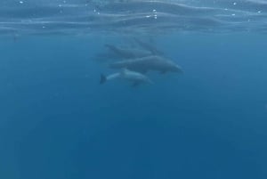 Zanzibar: tour privato con nuotata con delfini e snorkeling