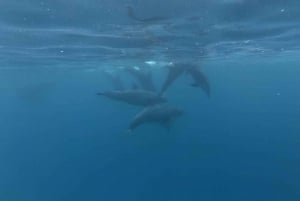 Zanzibar: privétour zwemmen met dolfijnen en snorkelen