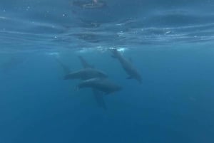 Zanzibar: tour privato con nuotata con delfini e snorkeling