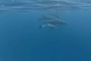 Zanzibar: Swimming with Dolphins and Snorkeling Private Tour