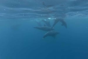 Zanzibar: Swimming with Dolphins and Snorkeling Private Tour