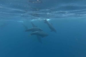 Zanzibar: Swimming with Dolphins and Snorkeling Private Tour