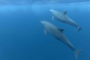 Zanzibar: Swimming with Dolphins and Snorkeling Private Tour