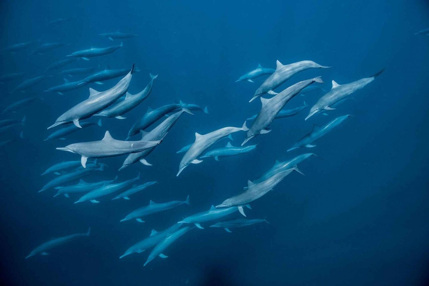 Zanzibar Swimming with Dolphins and snorkeling