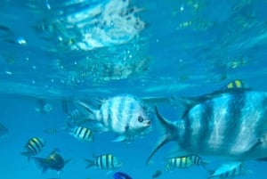 Zanzíbar Nadar con delfines y hacer snorkel