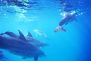 Zanzíbar Nadar con delfines y hacer snorkel