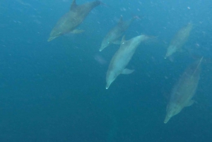 Zanzíbar Nadar con delfines y hacer snorkel