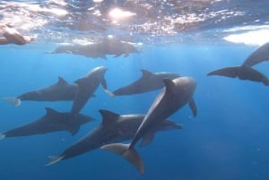 Zanzíbar Nadar con delfines y hacer snorkel