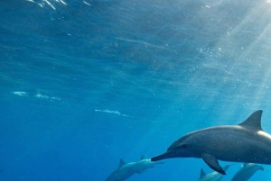 Zanzíbar Nadar con delfines y hacer snorkel