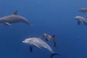 Zanzíbar Nadar con delfines y hacer snorkel