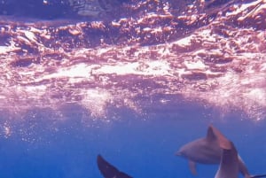 Zanzíbar Nadar con delfines y hacer snorkel