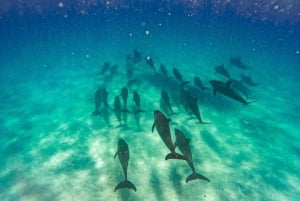 Zanzíbar Nadar con delfines y hacer snorkel