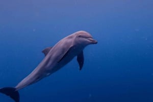 Zanzíbar Nadar con delfines y hacer snorkel