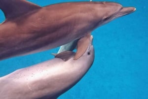 Zanzíbar Nadar con delfines y hacer snorkel