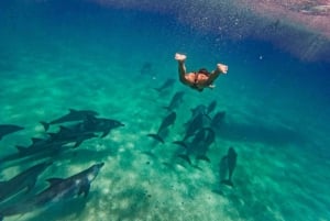 Zanzíbar Nadar con delfines y hacer snorkel