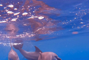 Zanzibar Pływanie z delfinami i snorkeling