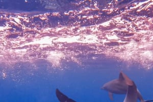 Zanzibar Pływanie z delfinami i snorkeling