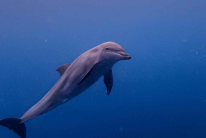 Zanzibar Pływanie z delfinami i snorkeling