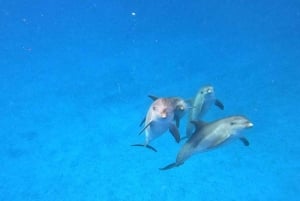 Zanzibar Pływanie z delfinami i snorkeling