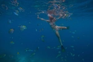 Zanzibar Pływanie z delfinami i snorkeling