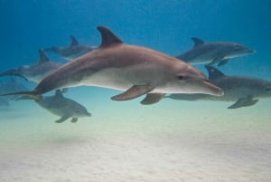 zanzibar uinti merikilpikonnien ja delfiinien kanssa kizimkazissa